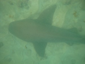 DSC09168e