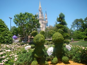 Magic Kingdon