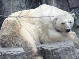 urso polar no Zoo do Central Park