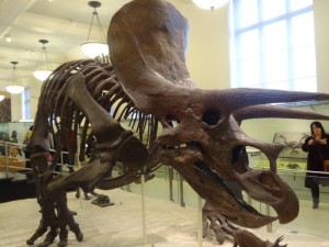 Museu de História Natural