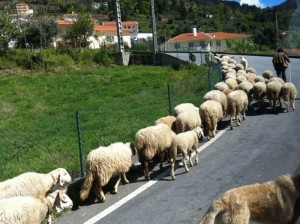 pastor e suas ovelhas em Manteigas