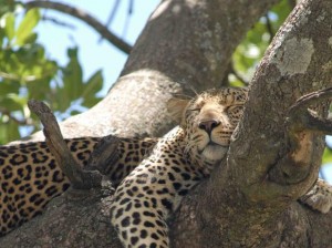 safari na Tanzânia