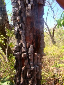 casca da árvore em camadas, proteção natural contra as queimadas
