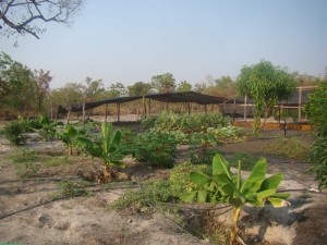 horta do Safari Camp