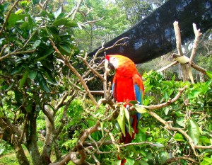 araras gramado zoo
