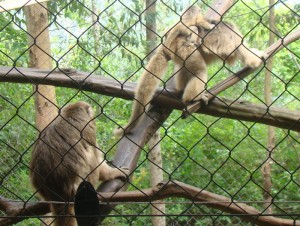 Bugiu filhote gramado zoo