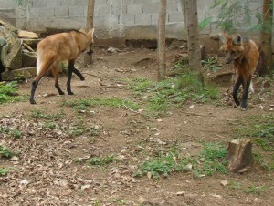 Lobo guará Gramado zoo