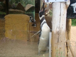 pinguim gramado zoo