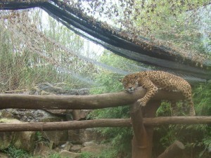 onça gramado zoo
