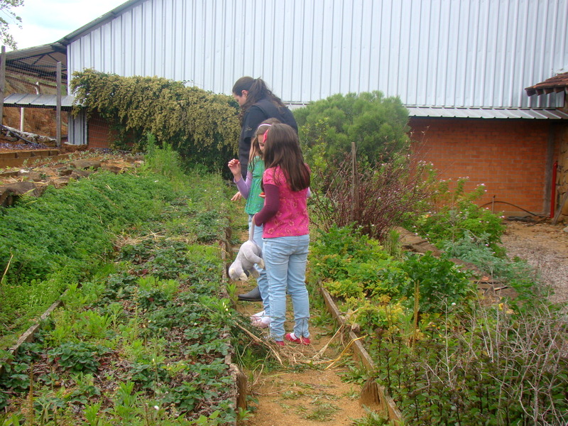 meninas colhendo morangos na horta