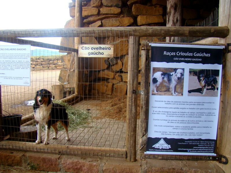 cão ovelheiro