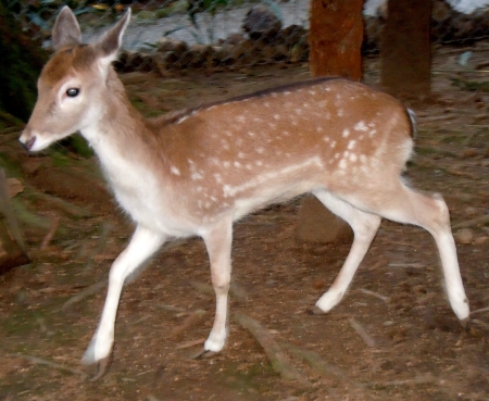 Natalina