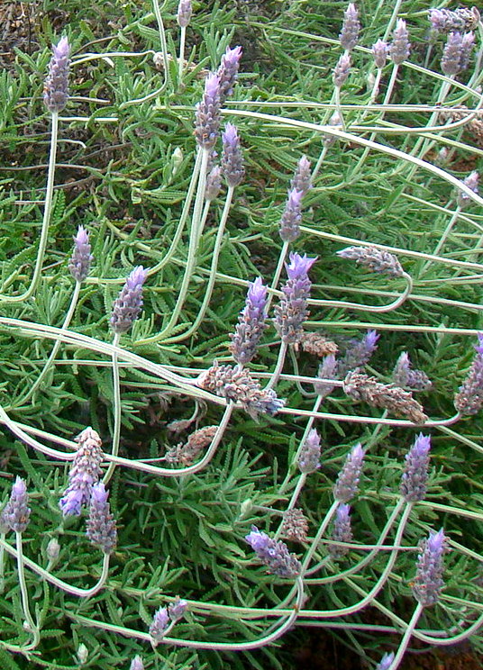 Le Jardin - Parque de Lavanda