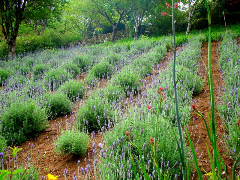Le Jardin - Parque de Lavanda Gramado