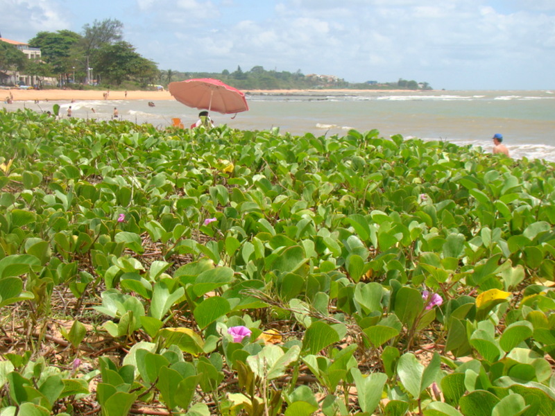 Manguinhos- Serra