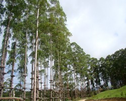 Selva Sassiri - Maior circuito de arvorismo da América do Sul