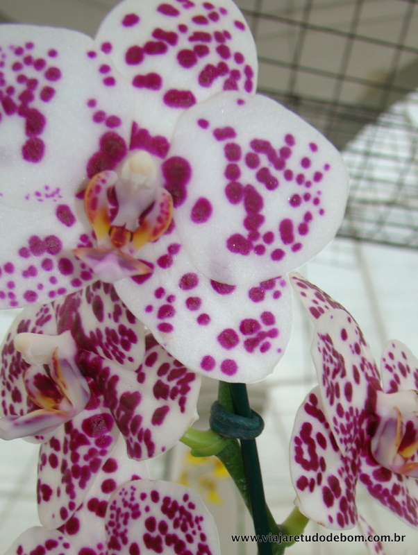 orquídeas no Jardim Botânico