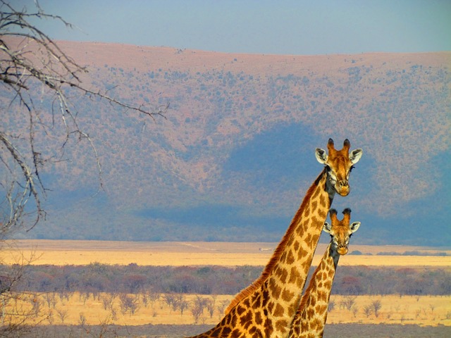 Safari na África do Sul