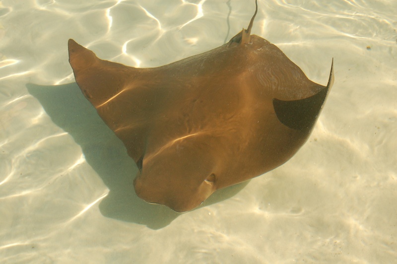 Discovery Cove