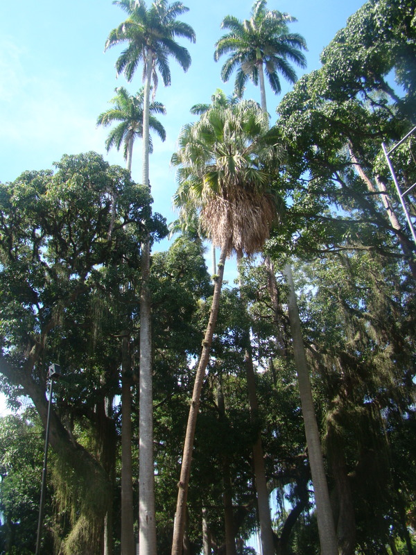 nos jardins.. Palmeiras Imperiais