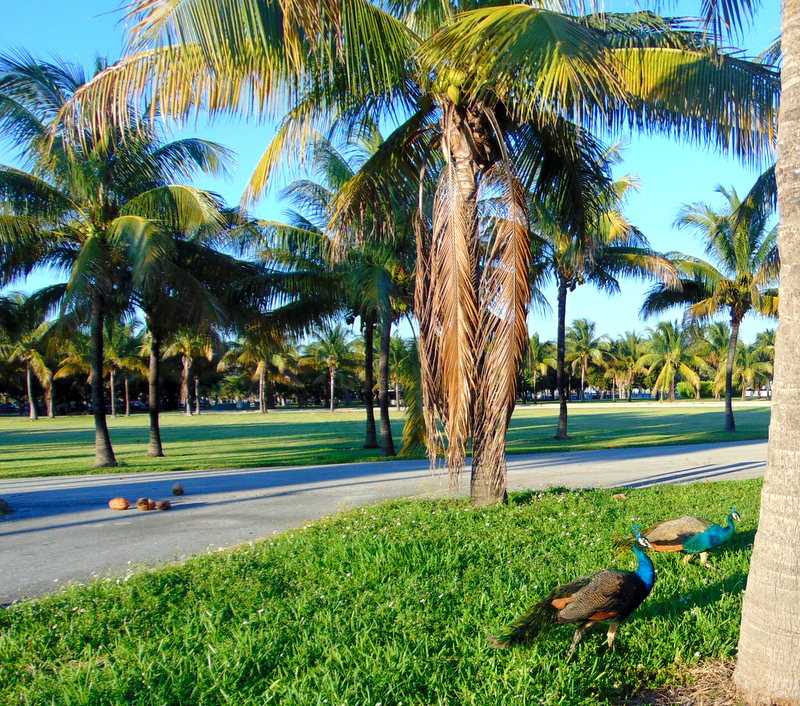 pavões soltos no parque