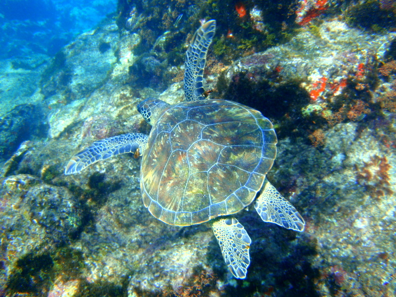 tartaruga no Sancho