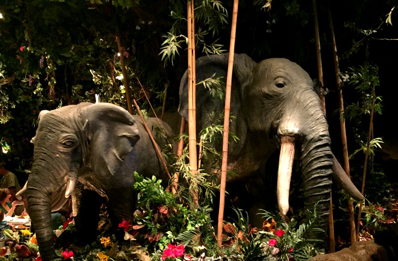 foto feita no Rainforest Cafe do Downtown Disney