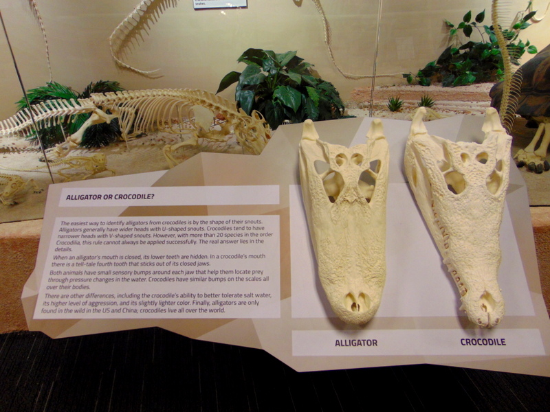 inclusive é possível descobrir a diferença entre um crocodilo e um jacaré