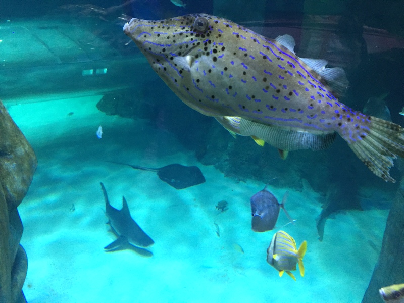 no site diz que são 500 criaturas no Sea Life