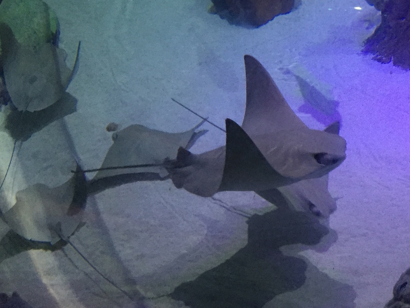 Sea Life Aquarium Orlando