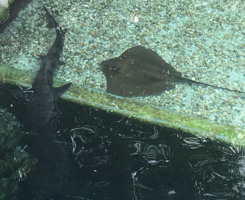 arraia e tubarão no Shark Reef