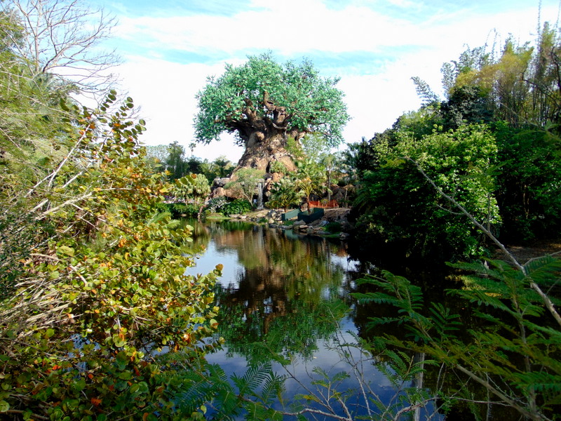Animal Kingdom 