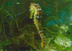 Projeto Hippocampus em Porto de Galinhas