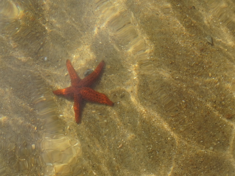 estrela do mar que vimos na praia 