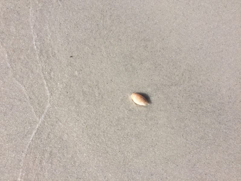 tatuí só vive em praias limpas... logo a Praia Grande é limpa! 
