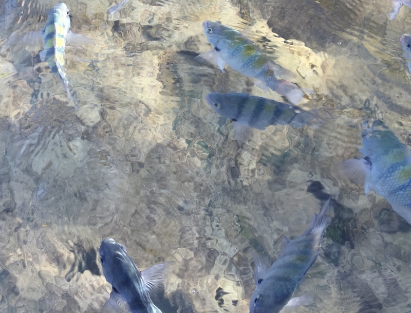 muitos peixes