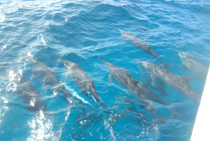golfinhos no passeio de barco