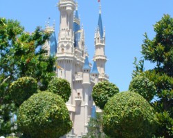 Magic Kingdon