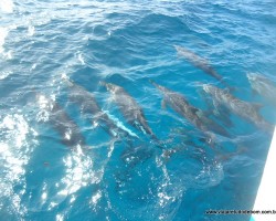 golfinhos rotatores em Fernando de Noronha