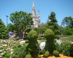 Magic Kingdon