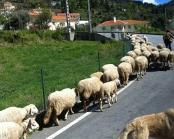 pastor e suas ovelhas em Manteigas