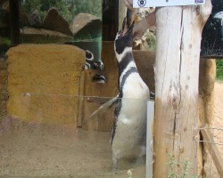 pinguim gramado zoo