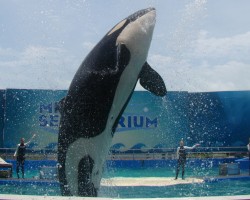 Miami Seaquarium